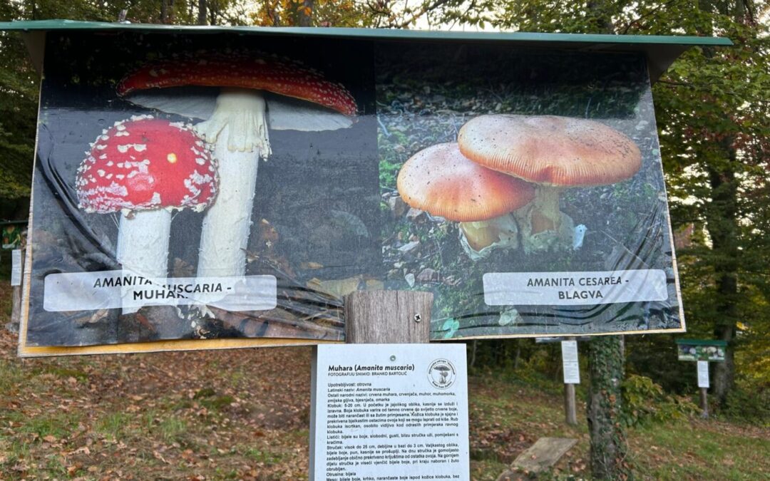 Čarobni svijet gljiva